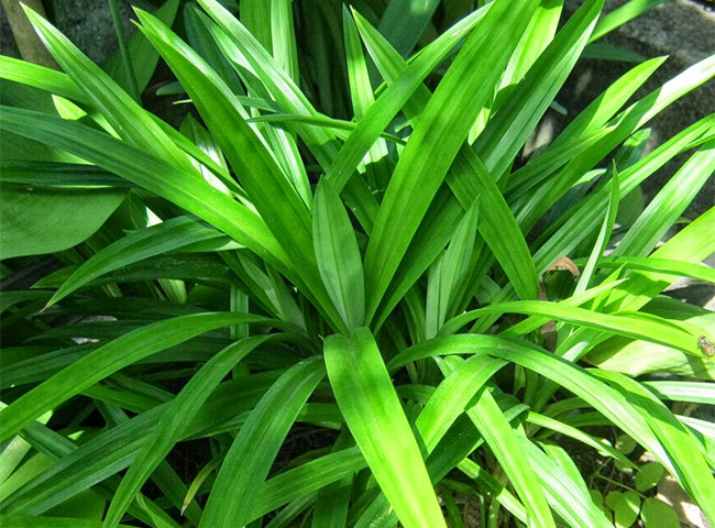 Lá dứa được tr&ocirc;̀ng tại nhà